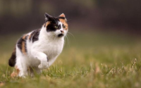 猫疫苗间隔时间多久？