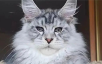 超准！你养的猫，暴露了你的真实性格