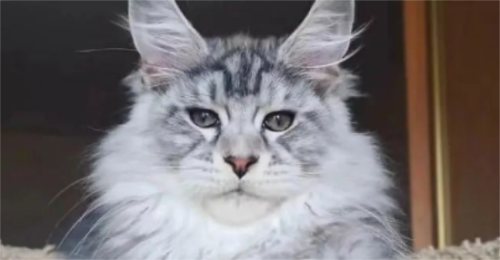 超准!你养的猫,暴露了你的真实性格