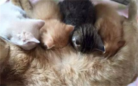 猫一胎通常生几个