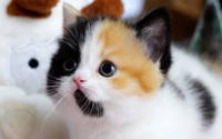 最“招财旺家”的猫咪排名,你家猫主子排第几?