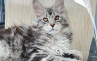 亚洲猫是宠物猫吗
