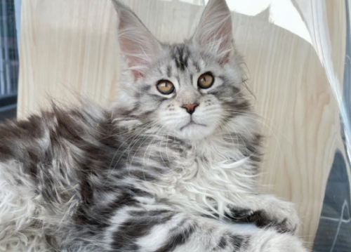 亚洲猫是宠物猫吗