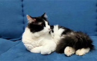 猫一天拉几次大便是正常的
