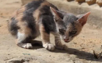 猫咪认为被抛弃的12种行为