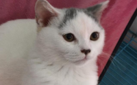 猫怎么看几个月