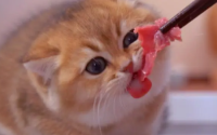 猫2个月可以吃肉吗