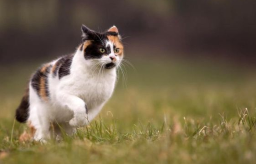 猫疫苗间隔时间