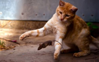 猫抓老鼠是天性吗