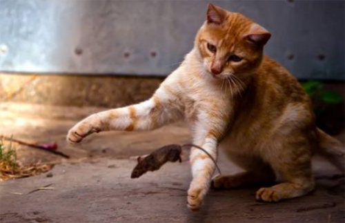 猫抓老鼠是天性吗