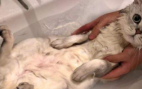 母猫生下来多久才有奶