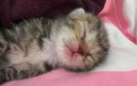 没睁眼的小猫怎么喂