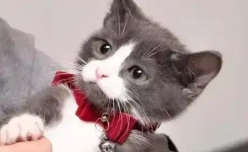 猫咪的鼻子正常是湿润的还是干燥的?
