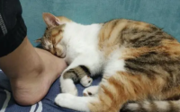 猫一直围着我转蹭我一直叫