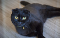 世界上最贵的猫