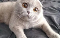 猫喉咙嘶哑快速恢复十大方法，有效缓解您的爱猫不适