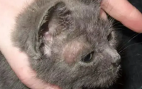 猫长猫癣最初特征是什么