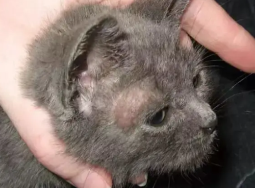 猫长猫癣最初特征是什么