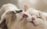 猫咪站不起来全身瘫软怎么办